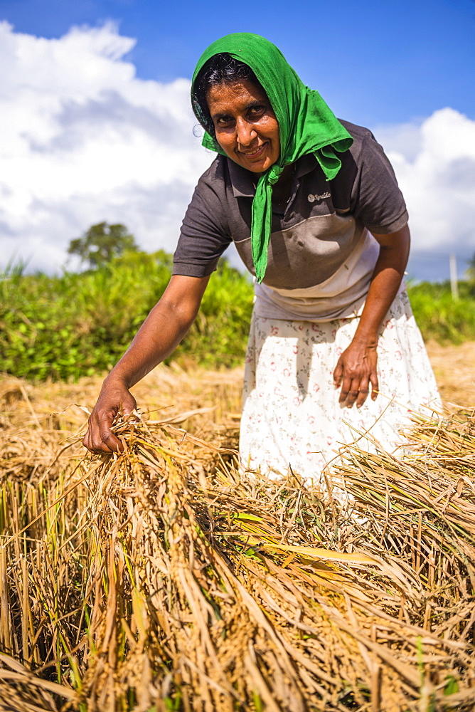 Portrait of a Sri Lankan woman working in a wheat field just outside Dambulla, Central Province, Sri Lanka, Asia