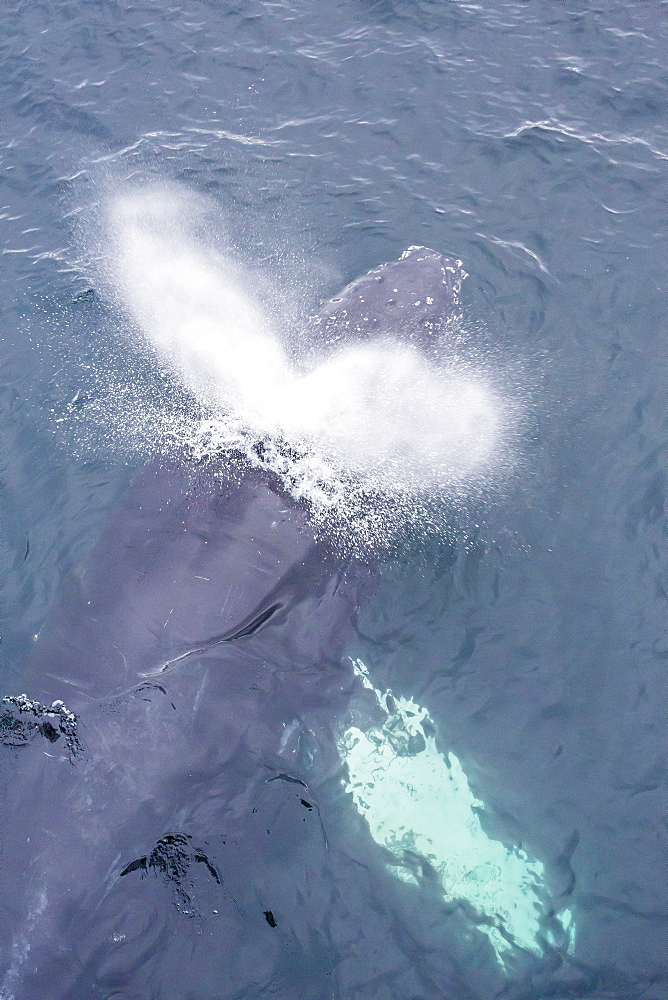 Adult humpback whale (Megaptera novaeangliae) surfacing off the Enterprise Islands, Antarctica, Southern Ocean, Polar Regions