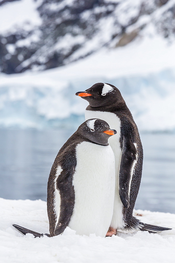 Adult gentoo penguins (Pygoscelis papua), Neko Harbor, Antarctica, Southern Ocean, Polar Regions