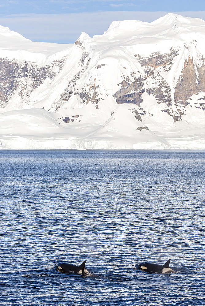 Type A killer whales (Orcinus orca) travelling and socializing in Gerlache Strait near the Antarctic Peninsula, Southern Ocean, Polar Regions