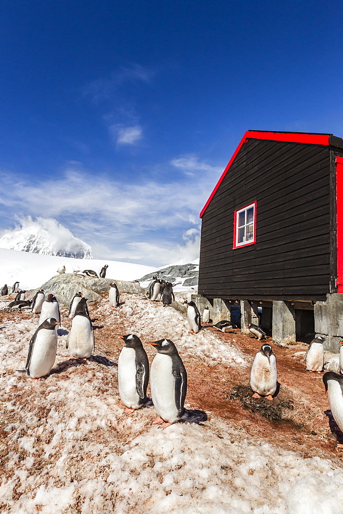 Gentoo penguins (Pygoscelis papua) surround the buildings at Port Lockroy, Antarctica, Southern Ocean, Polar Regions