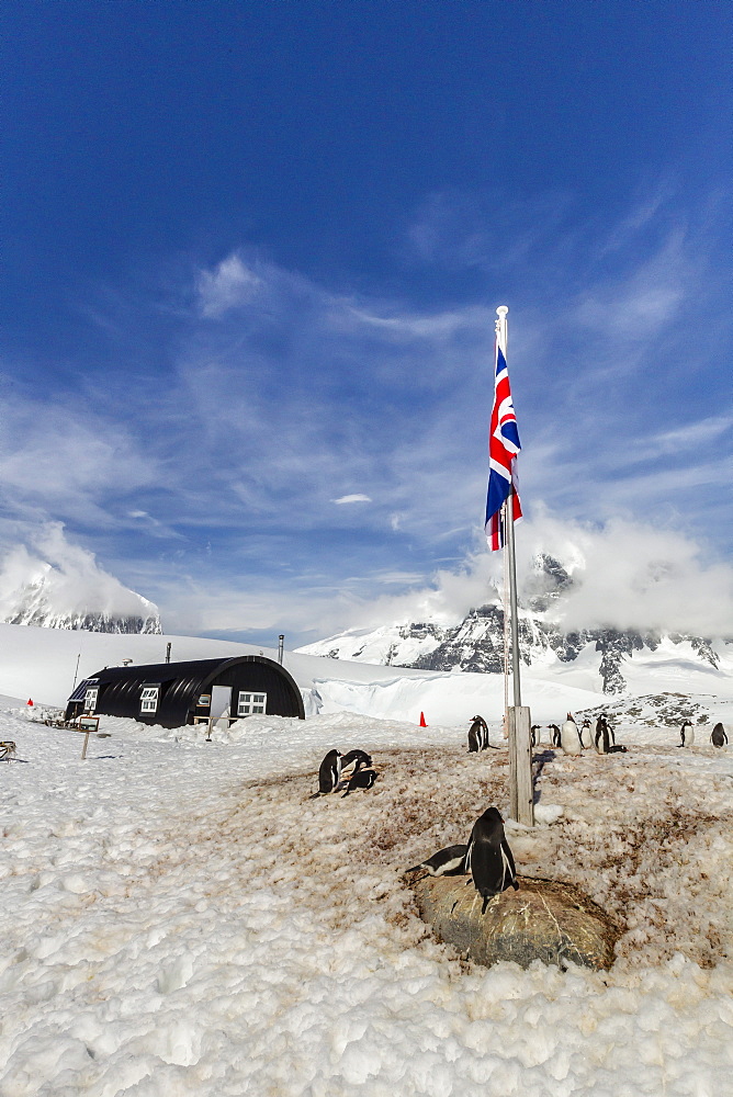 Gentoo penguins (Pygoscelis papua) surround the buildings at Port Lockroy, Antarctica, Southern Ocean, Polar Regions