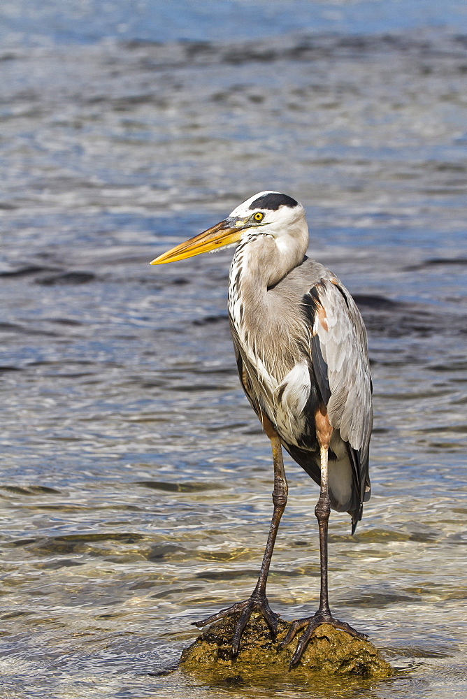 Adult great blue heron (Ardea herodias cognata), Cerro Dragon, Santa Cruz Island, Galapagos Islands, Ecuador, South America