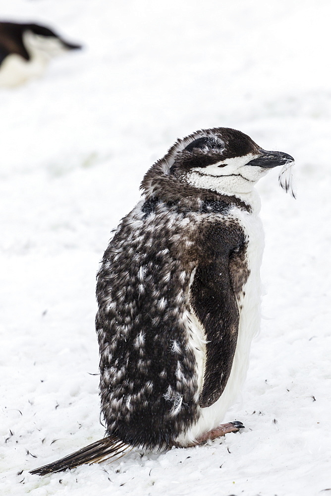 Chinstrap penguin (Pygoscelis antarctica) chick, Hannah Point, Livingston Island, South Shetland Islands, Antarctica, Southern Ocean, Polar Regions