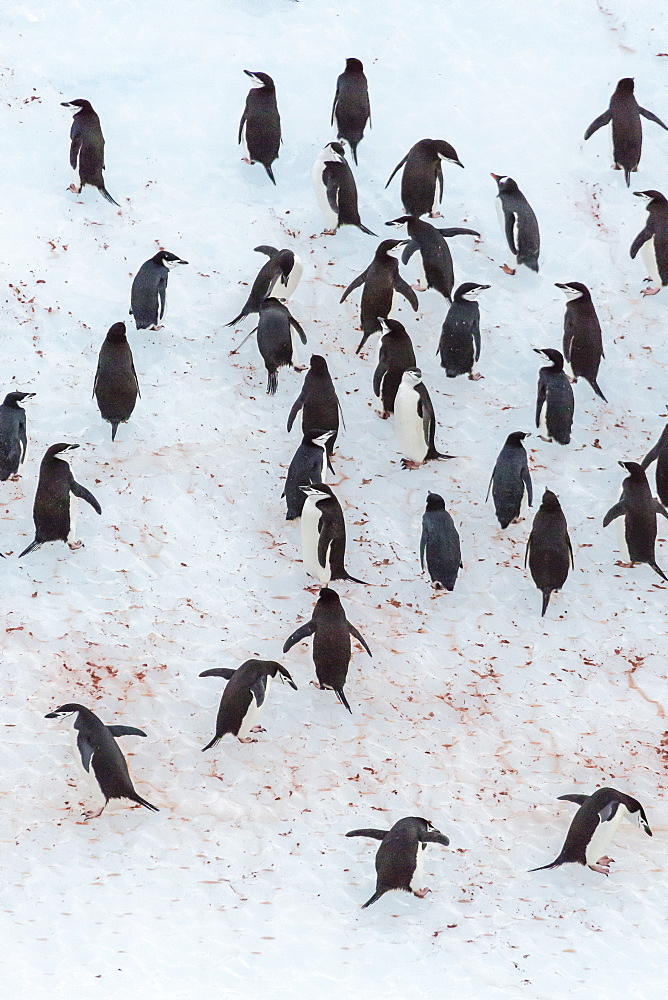 Adult chinstrap penguin (Pygoscelis antarctica), Half Moon Island, South Shetland Islands, Antarctica, Southern Ocean, Polar Regions