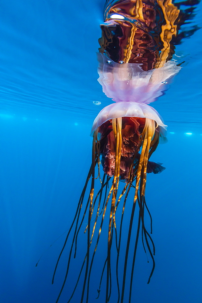 Unidentified large jellyfish in brash ice, Cierva Cove, Antarctica, Southern Ocean, Polar Regions