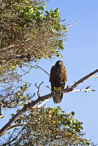 Galapagos hawk (Buteo galapagoensis), Espanola Island, Galapagos Islands, Ecuador, South America