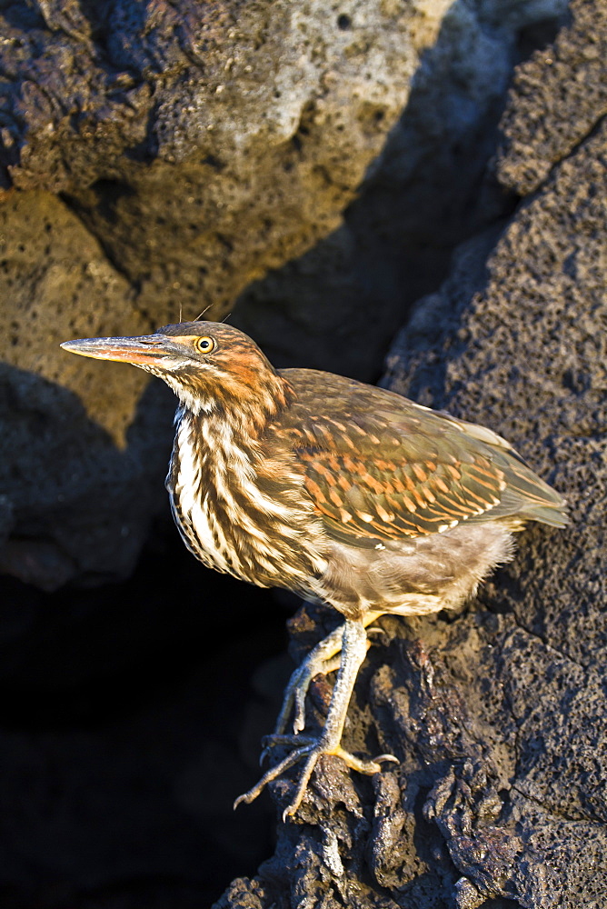 Lava heron (striated heron) (Butorides striata), Puerto Egas, Santiago Island, Galapagos, Ecuador, South America.