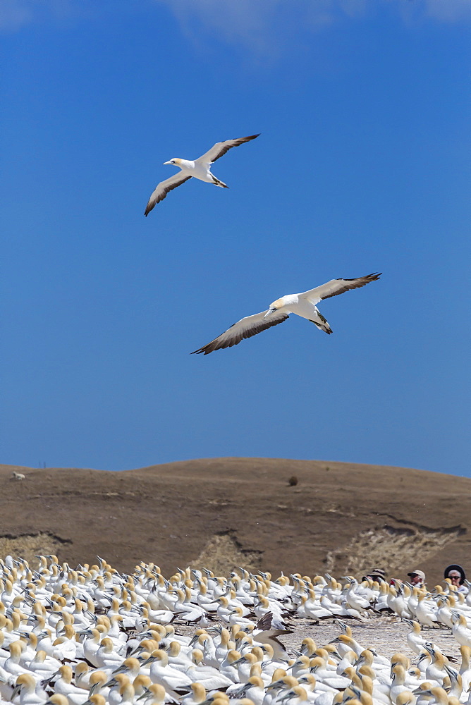 Australasian gannet (Morus serrator), breeding colony at Cape Kidnappers, North Island, New Zealand, Pacific