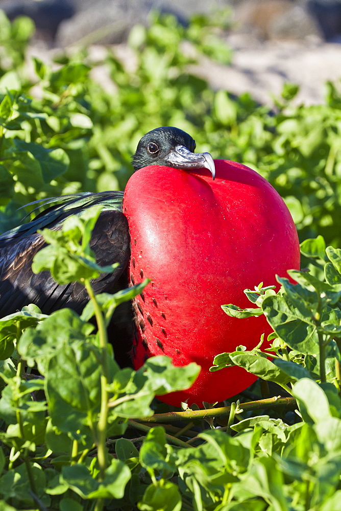 Adult male magnificent frigatebird (Fregata magnificens), Las Bachas, Santa Cruz Island, Galapagos Islands, Ecuador, South America