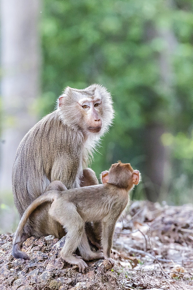 Young long-tailed macaque (Macaca fascicularis) near its mother in Angkor Thom, Siem Reap, Cambodia, Indochina, Southeast Asia, Asia 