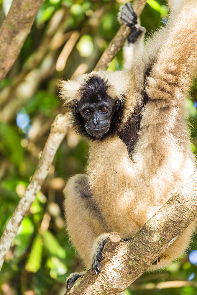 Adult female pileated gibbon (Hylobates pileatus) adopted by monks at Wat Hanchey, Kampong Cham Province, Cambodia, Indochina, Southeast Asia, Asia 