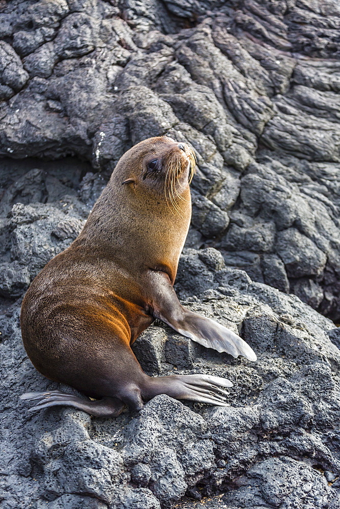 Galapagos fur seal (Arctocephalus galapagoensis) hauled out at Puerto Egas, Santiago Island, Galapagos Islands, Ecuador, South America  