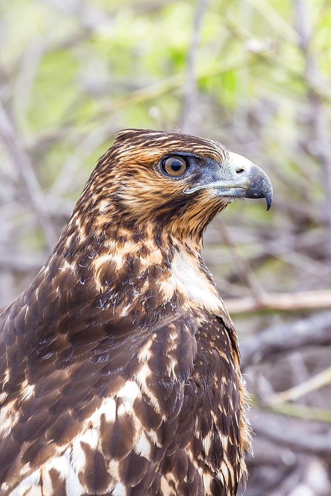 Immature Galapagos hawk (Buteo galapagoensis) in Urbina Bay, Isabela Island, Galapagos Islands, Ecuador, South America 