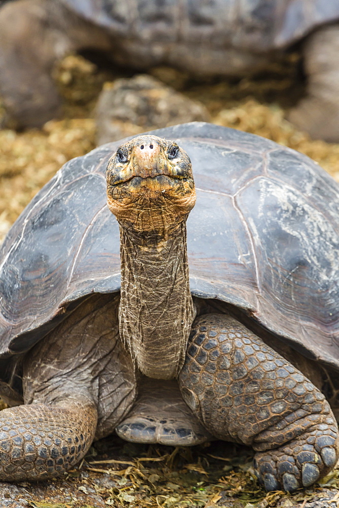 Captive Galapagos giant tortoise (Chelonoidis nigra) at the Charles Darwin Research Station on Santa Cruz Island, Galapagos Islands, Ecuador, South America 