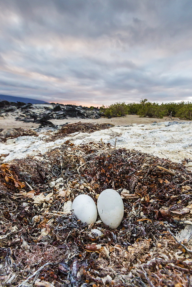 Flightless cormorant nest (Phalacrocorax harrisi), Fernandina Island, Galapagos Islands, UNESCO World Heritage Site, Ecuador, South America 