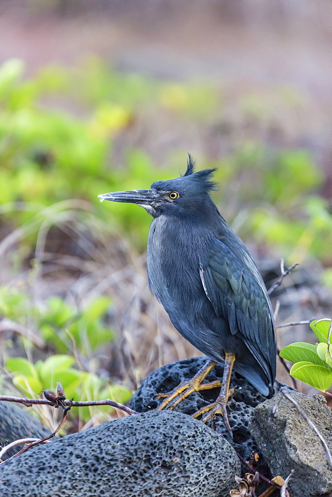 Adult Striated Heron, Butorides striata, at Puerto Egas, Santiago Island, Galapagos Islands, Ecuador, South America 