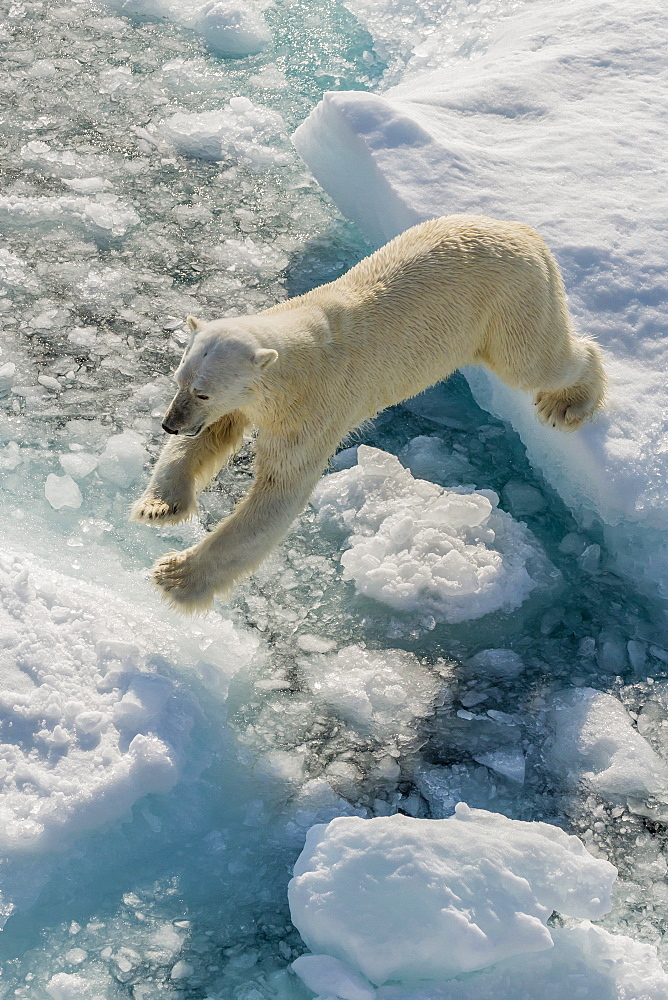 Adult polar bear (Ursus maritimus) on ice floe, Cumberland Peninsula, Baffin Island, Nunavut, Canada, North America