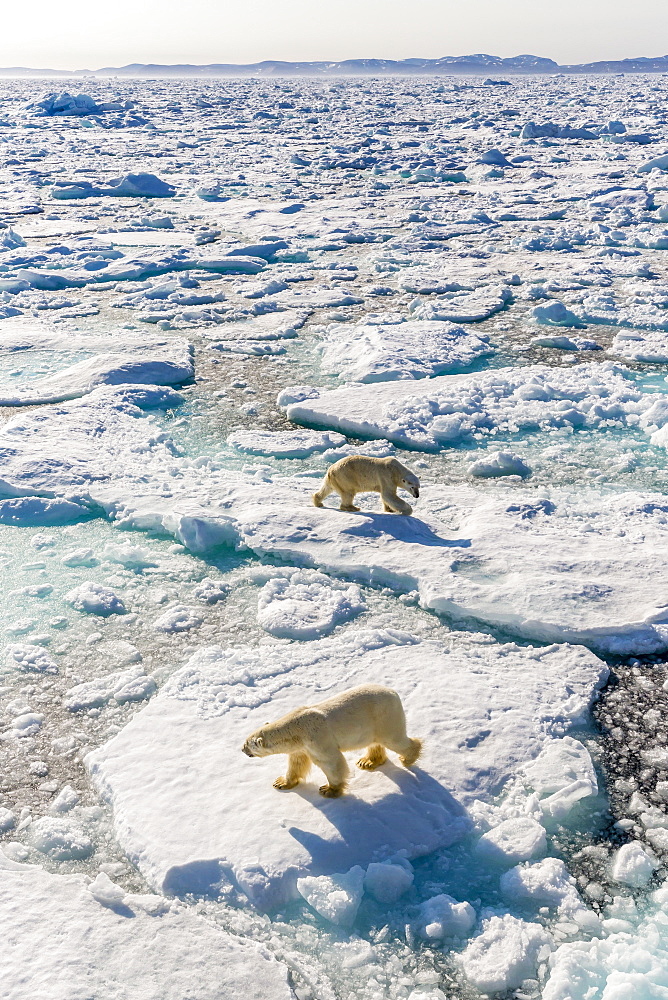 Adult polar bears (Ursus maritimus), confrontation on ice floe, Cumberland Peninsula, Baffin Island, Nunavut, Canada, North America