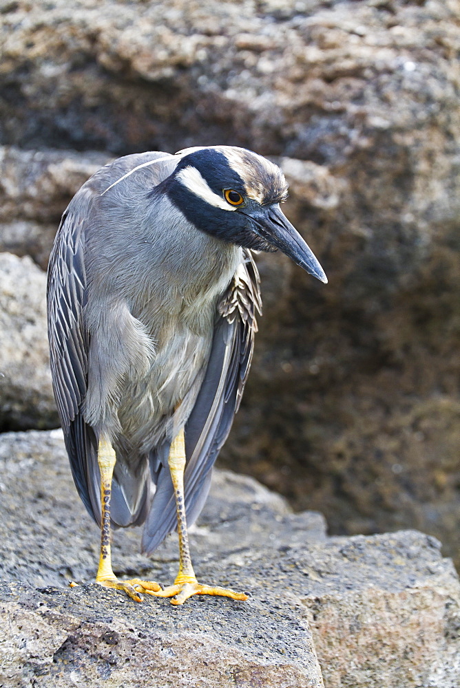 Adult yellow-crowned night heron (Nyctanassa violacea), Genovesa Island, Galapagos Islands, Ecuador, South America