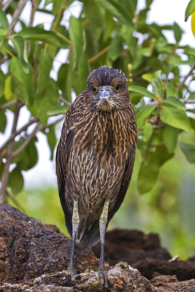 Juvenile yellow-crowned night heron (Nyctanassa violacea), Genovesa Island, Galapagos Islands, Ecuador, South America