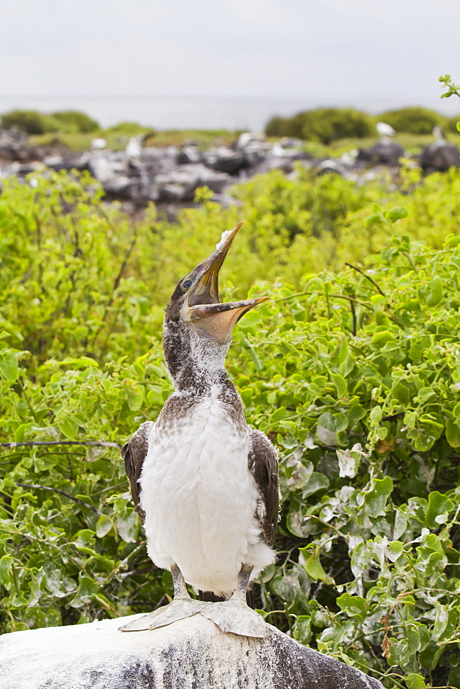 Nazca booby (Sula grantii) chick, Punta Suarez, Santiago Island, Galapagos Islands, Ecuador, South America