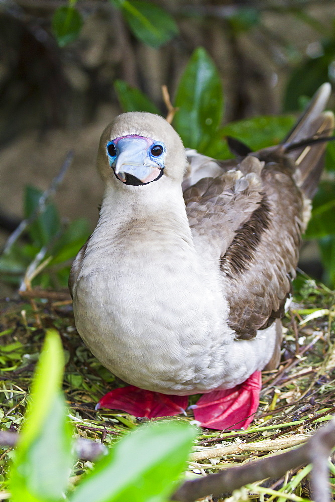 Adult dark morph red-footed booby (Sula sula), Genovesa Island, Galapagos Islands, Ecuador, South America