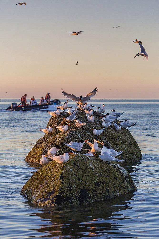 Zodiac from the Lindblad Expeditions ship National Geographic Sea Bird with guests at Isla Rasita, Baja California Norte, Mexico, North America