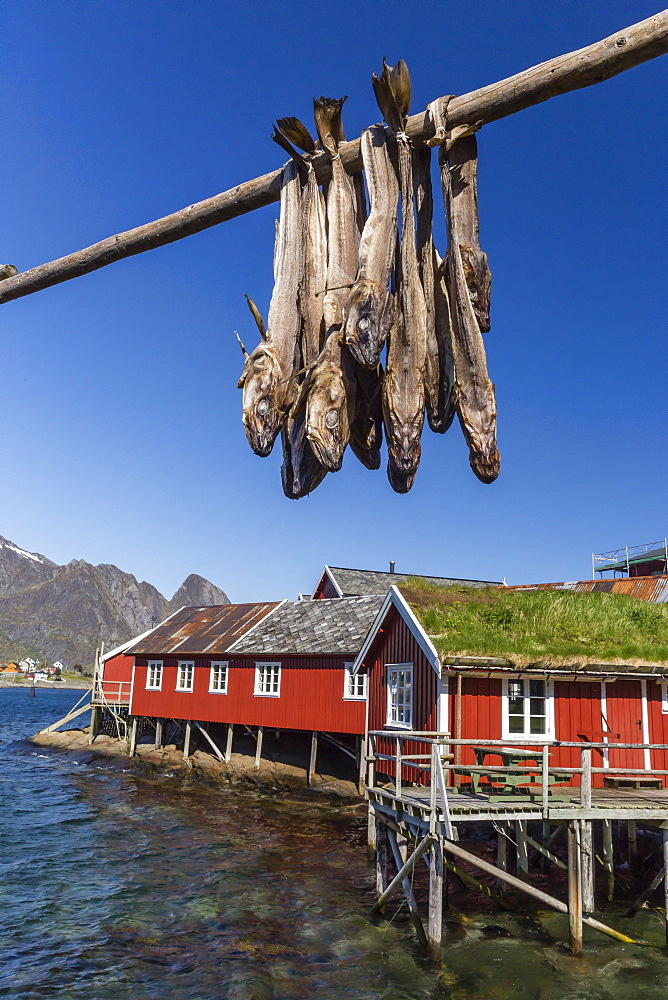 Stock cod, split and drying out on huge racks, in the Norwegian fishing village of Reina, Lofoten Islands, Norway, Scandinavia, Europe