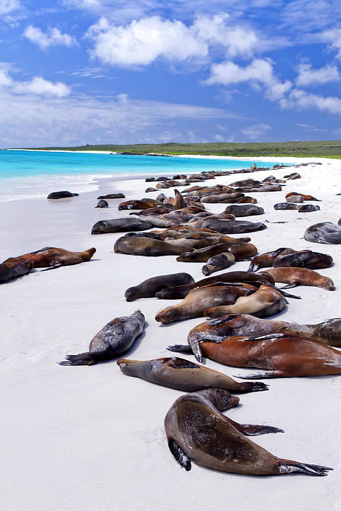 Galapagos sea lions (Zalophus wollebaeki), Gardner Bay, Espanola Island, Galapagos Islands, UNESCO World Heritage Site, Ecuador, South America