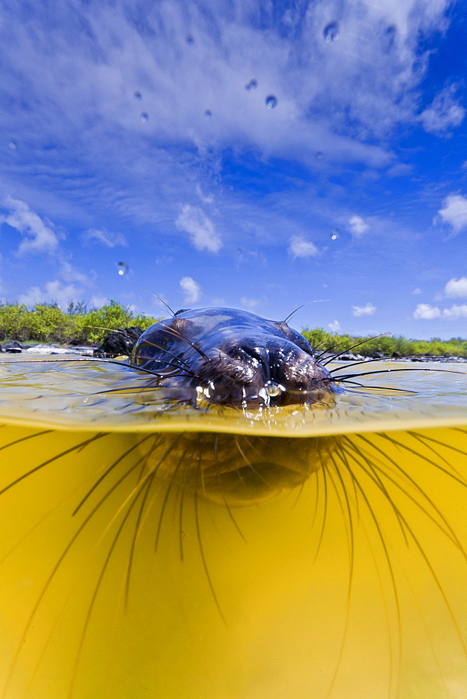 Galapagos sea lion (Zalophus wollebaeki) pup, Gardner Bay, Espanola Island, Galapagos Islands, UNESCO World Heritage Site, Ecuador, South America