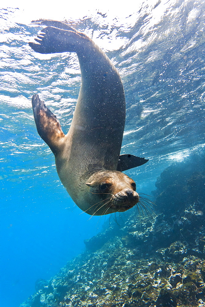 Galapagos sea lion (Zalophus wollebaeki) underwater, Champion Island, Galapagos Islands, Ecuador, South America