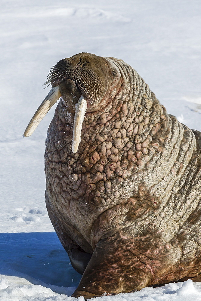 Adult bull Atlantic walrus (Odobenus rosmarus rosmarus) hauled out on ice in Storfjorden, Svalbard, Norway, Scandinavia, Europe