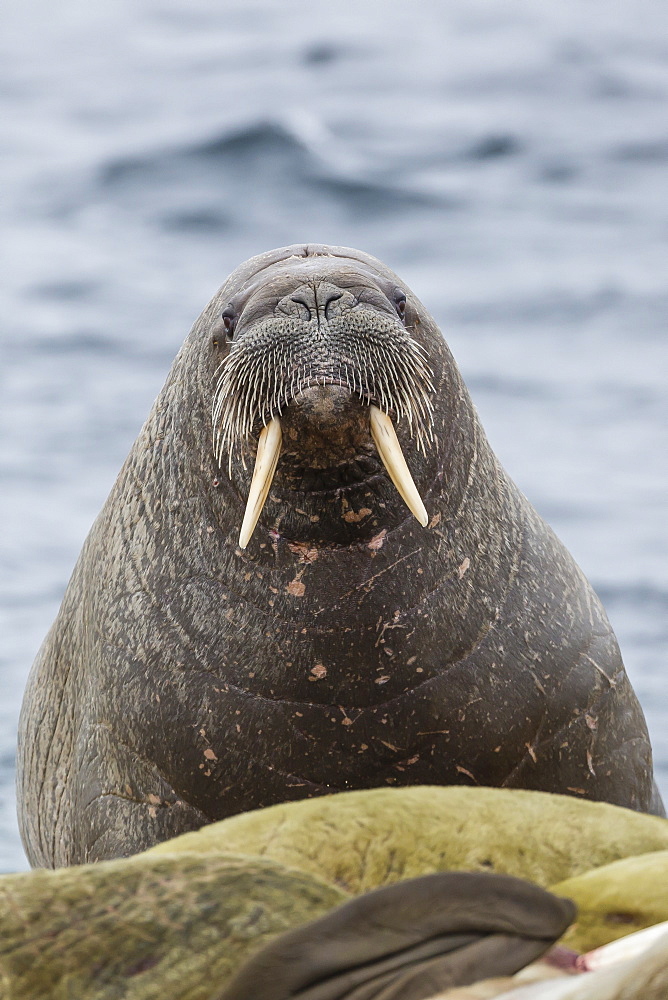 Adult bull Atlantic walrus (Odobenus rosmarus rosmarus) on the beach in Torellneset, Nordauslandet, Svalbard, Norway, Scandinavia, Europe