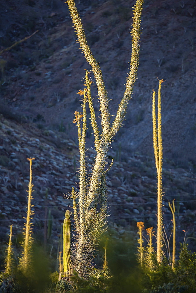 Huge Boojum tree (Cirio) (Fouquieria columnaris) at sunset near Bahia de Los Angeles, Baja California, Mexico, North America