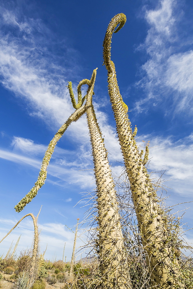 Boojum tree (Cirio) (Fouquieria columnaris) at sunset near Bahia de Los Angeles, Baja California, Mexico, North America