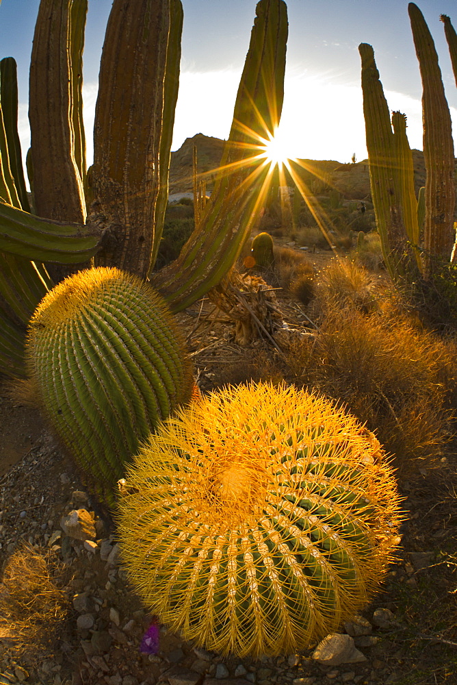 Endemic giant barrel cactus (Ferocactus diguetii), Isla Santa Catalina, Gulf of California (Sea of Cortez), Baja California Sur, Mexico, North America