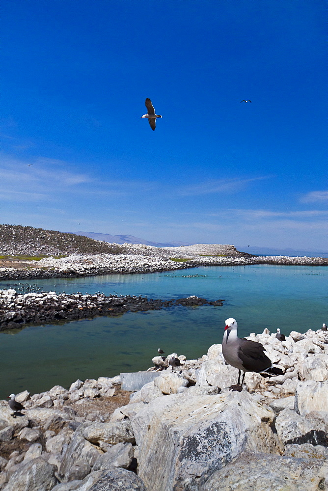 Heermann's gulls (Larus heermanni), Isla Rasa, Gulf of California (Sea of Cortez), Mexico, North America