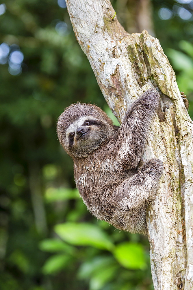 A captive pet brown-throated sloth (Bradypus variegatus), San Francisco Village, Loreto, Peru, South America