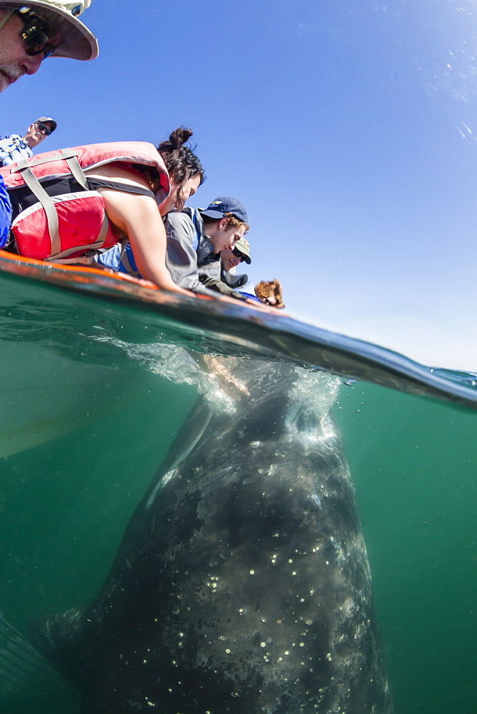 California gray whale calf (Eschrichtius robustus), underwater with tourists in San Ignacio Lagoon, Baja California Sur, Mexico, North America