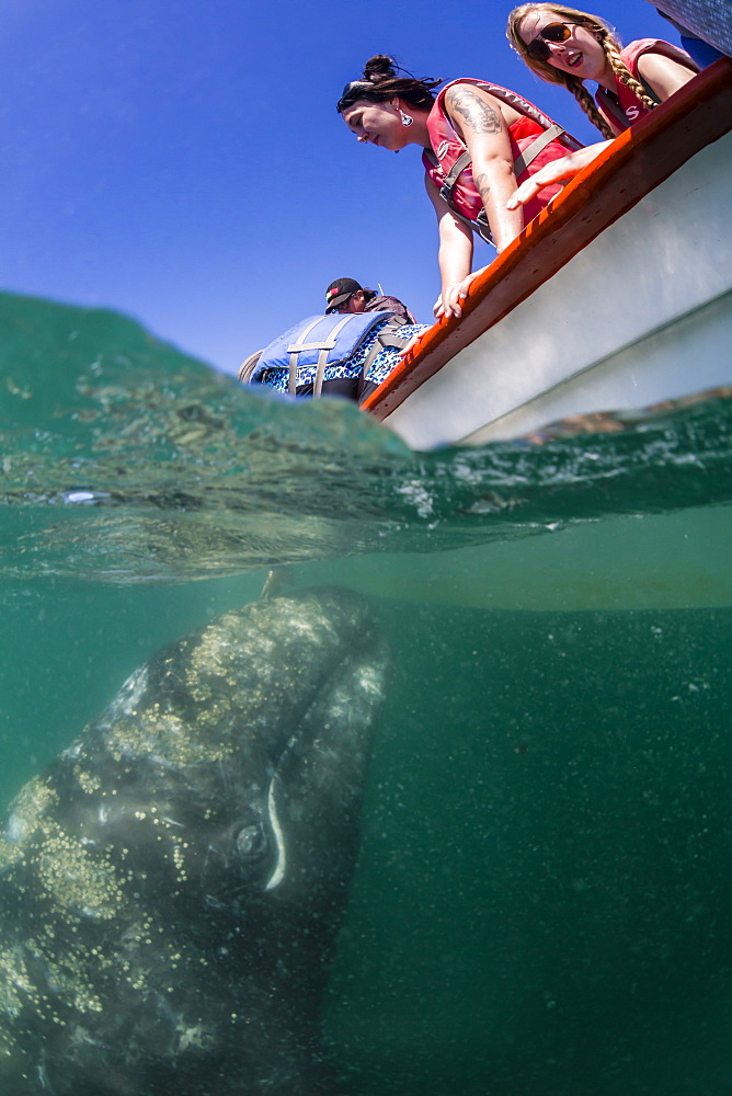 California gray whale calf (Eschrichtius robustus), underwater with tourists in San Ignacio Lagoon, Baja California Sur, Mexico, North America