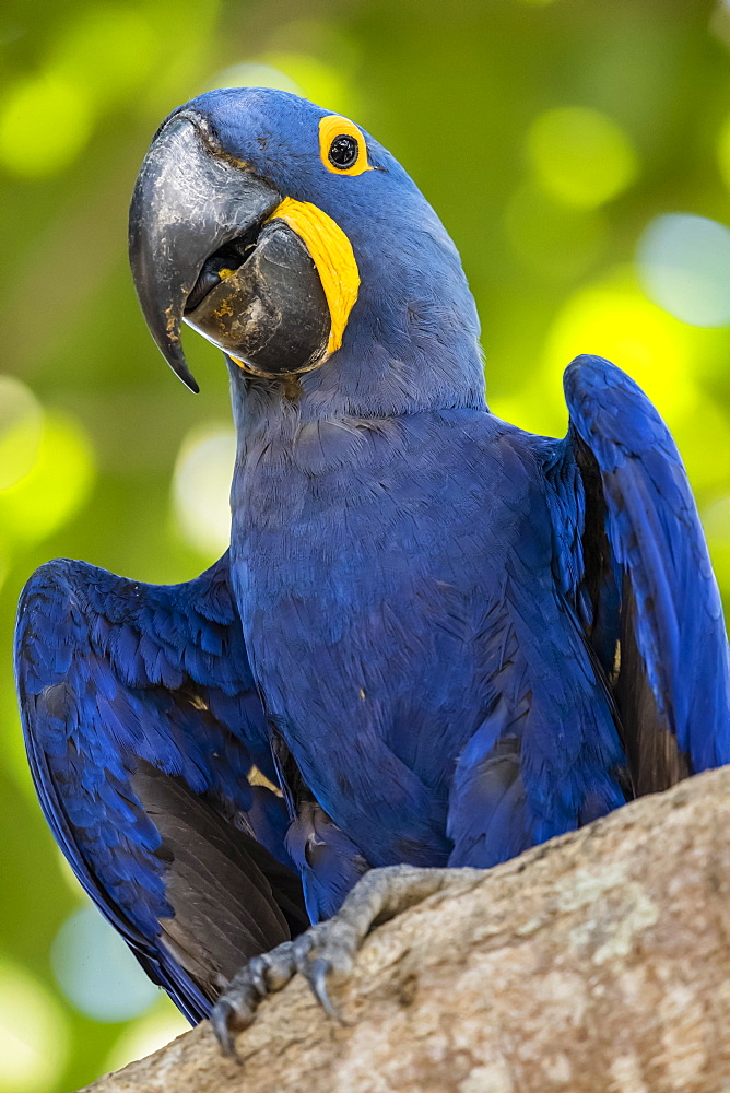 An adult hyacinth macaw (Anodorhynchus hyacinthinus), Porto Jofre, Mato Grosso, Brazil, South America