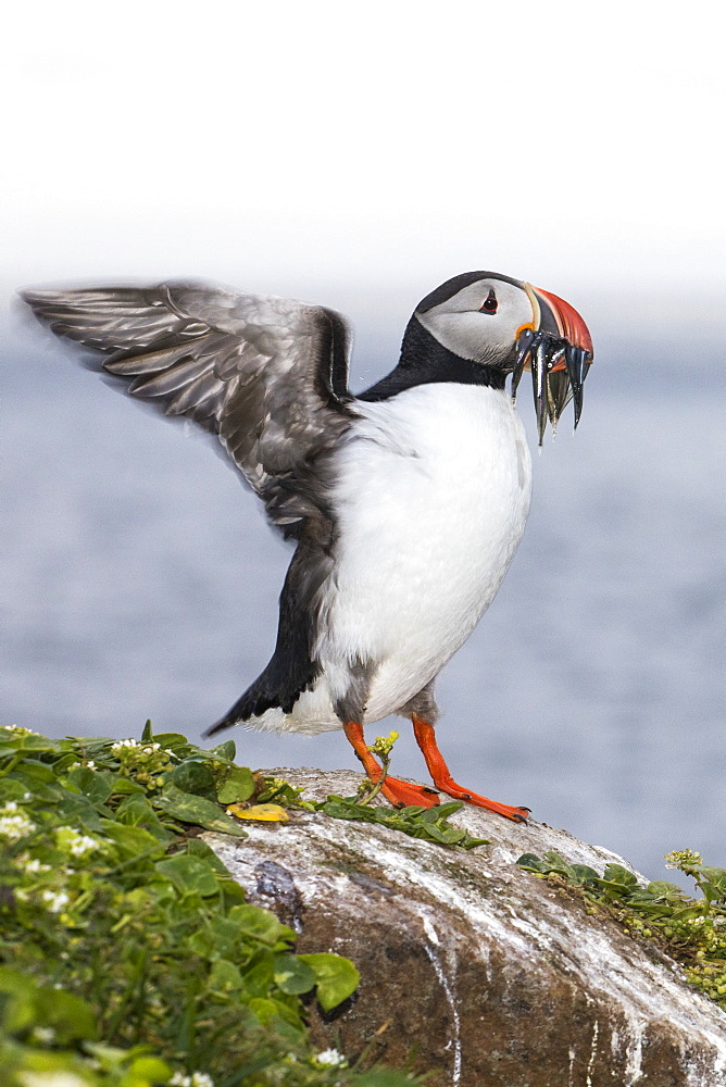 Adult Atlantic puffin (Fratercula arctica), with small fish caught in its bill, Grimsey Island, Iceland, Polar Regions