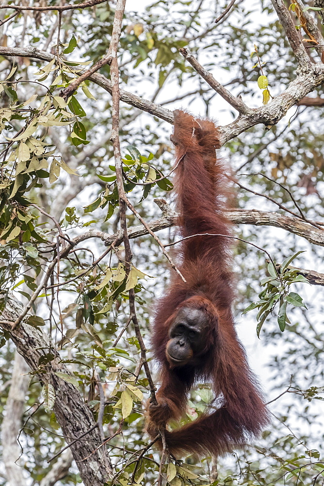 Bornean orangutan (Pongo pygmaeus), Buluh Kecil River, Borneo, Indonesia, Southeast Asia, Asia