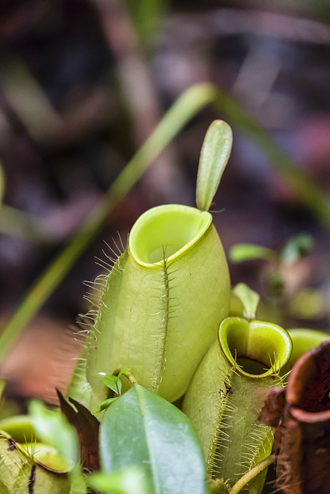 Pitcher plant in the rain forest, Tanjung Puting National Park, Kalimantan, Borneo, Indonesia, Southeast Asia, Asia