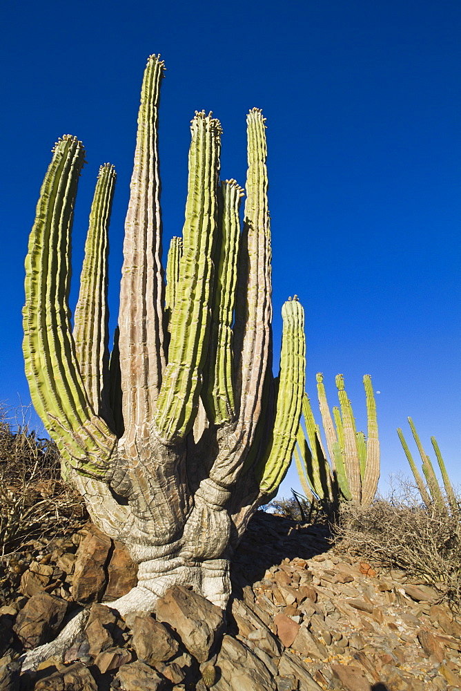 Cardon cactus (Pachycereus pringlei), Isla Catalina, Gulf of California (Sea of Cortez), Baja California, Mexico, North America