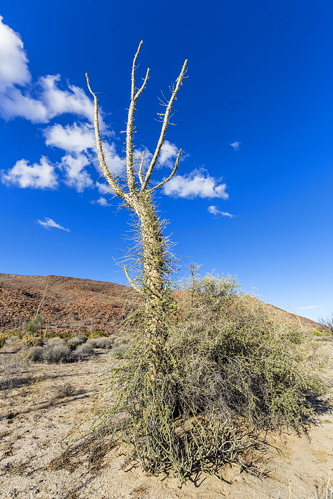 Boojum tree, cirio (Fouquieria columnaris), Bahia de los Angeles, Baja California, Mexico, North America