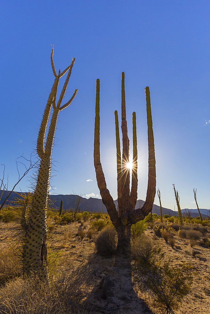 Boojum tree, cirio (Fouquieria columnaris), Bahia de los Angeles, Baja California, Mexico, North America