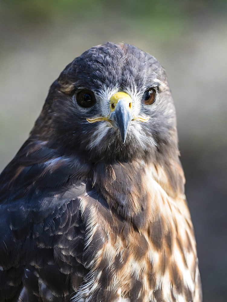 Adult red-tailed hawk (Buteo jamaicensis), near the Homosassa River, Florida, United States of America, North America