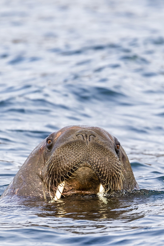 Male Atlantic walrus (Odobenus rosmarus rosmarus), head detail at Russebuhkta, Edgeoya, Svalbard, Arctic, Norway, Europe